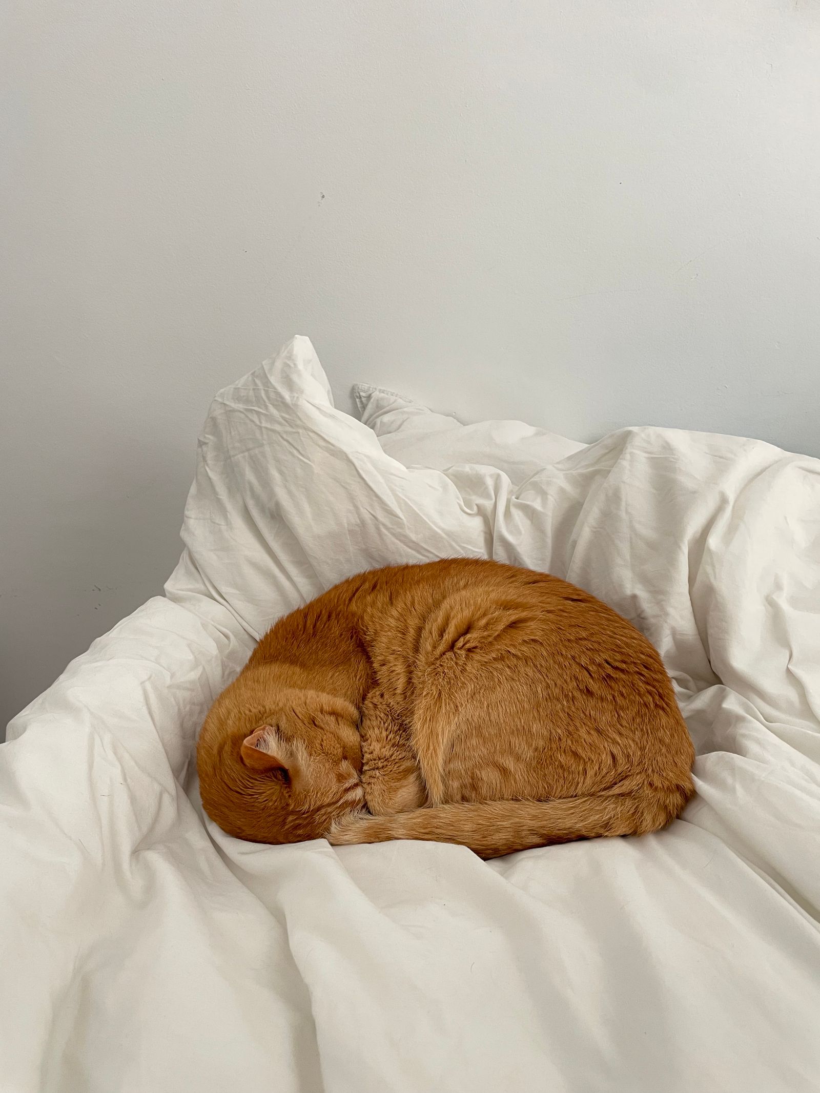 Pet Bed Donat Bulu 50cm