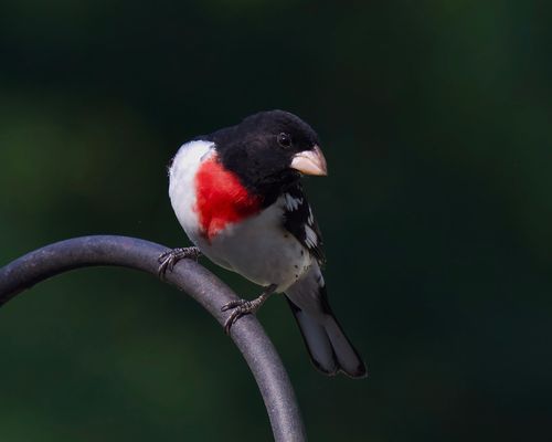 Free A striking male Rose-breasted Grosbeak perches outdoors, highlighting its vivid plumage. Stock Photo