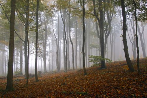 Free A serene misty forest in autumn, showcasing colorful foliage and a tranquil atmosphere. Stock Photo