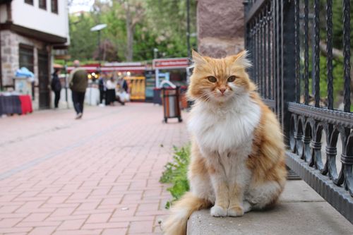 Free A fluffy orange cat sits by a fence in a lively street in Ankara, Türkiye. Stock Photo