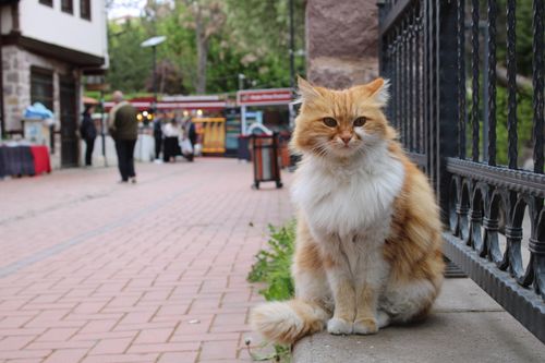 Free Adorable ginger cat perched on a picturesque street in Ankara, Türkiye, showcasing lively outdoor ambiance. Stock Photo