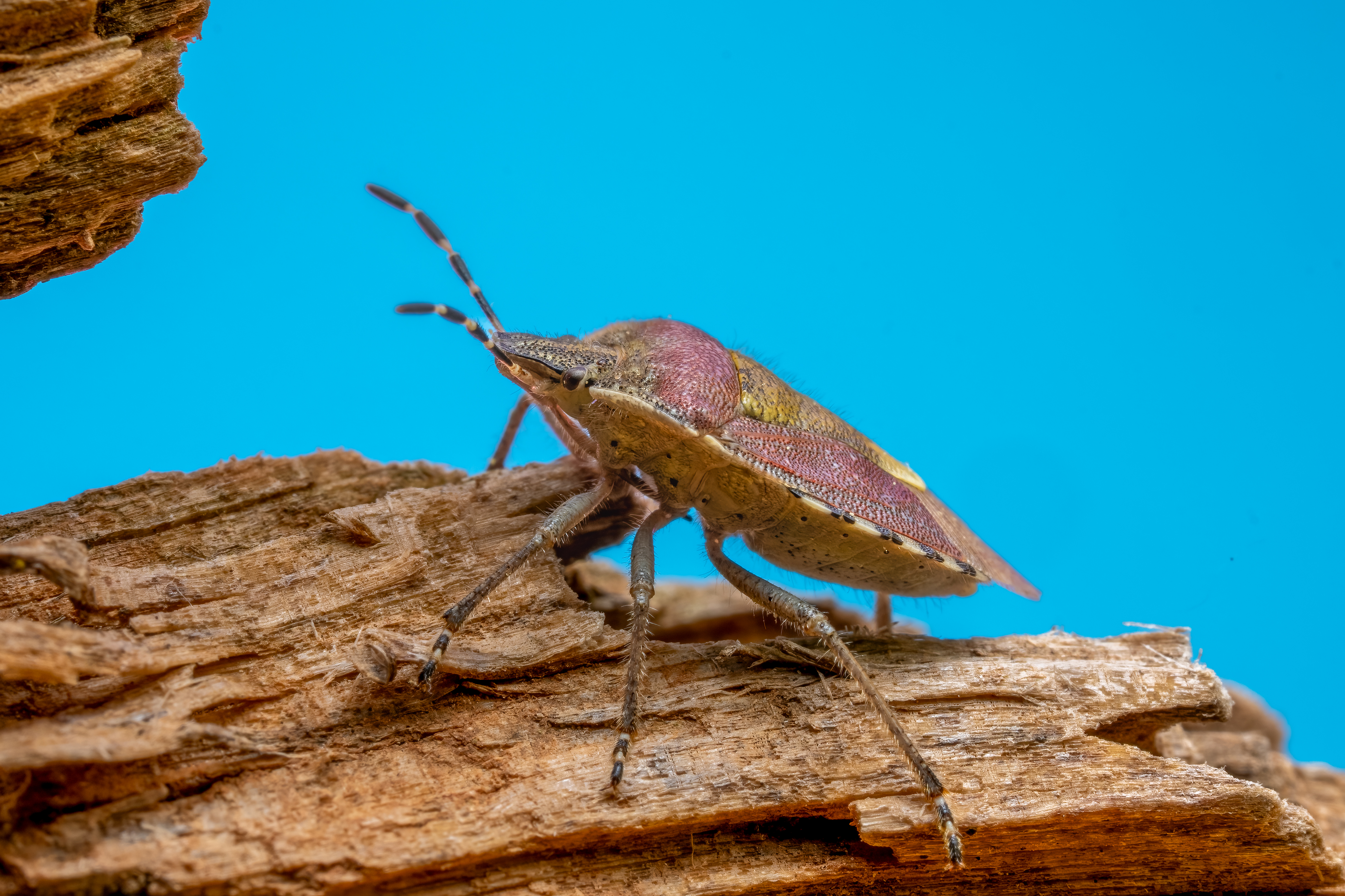 Vivid macro photograph of a stink bug perched on wood, highlighting its detailed texture and vibrant colors.