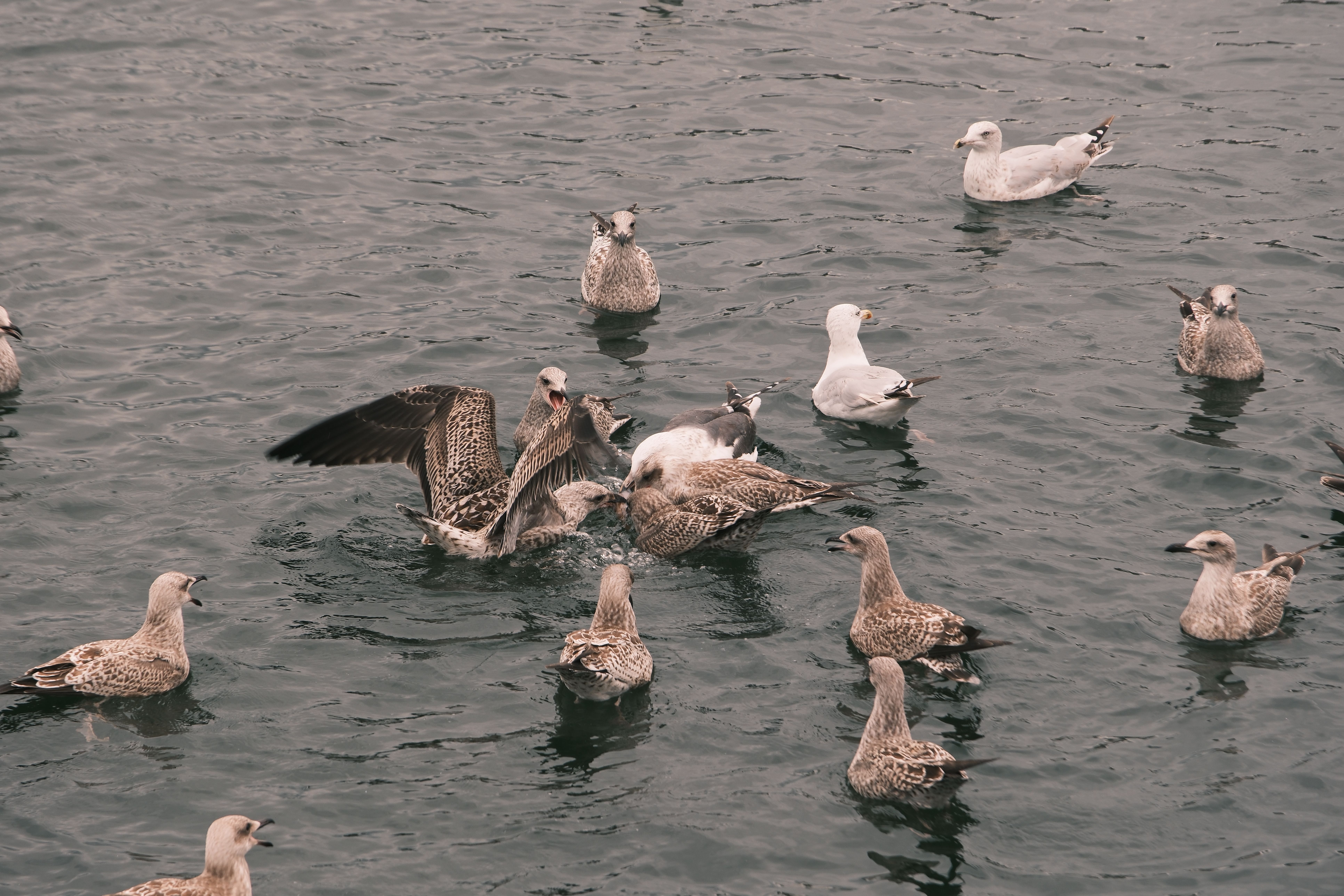 A flock of seagulls resting and interacting on the ocean surface, showcasing their natural behavior.