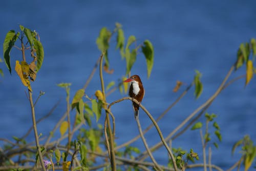 Free stock photo of birds eye view, birds of paradise, birds photography