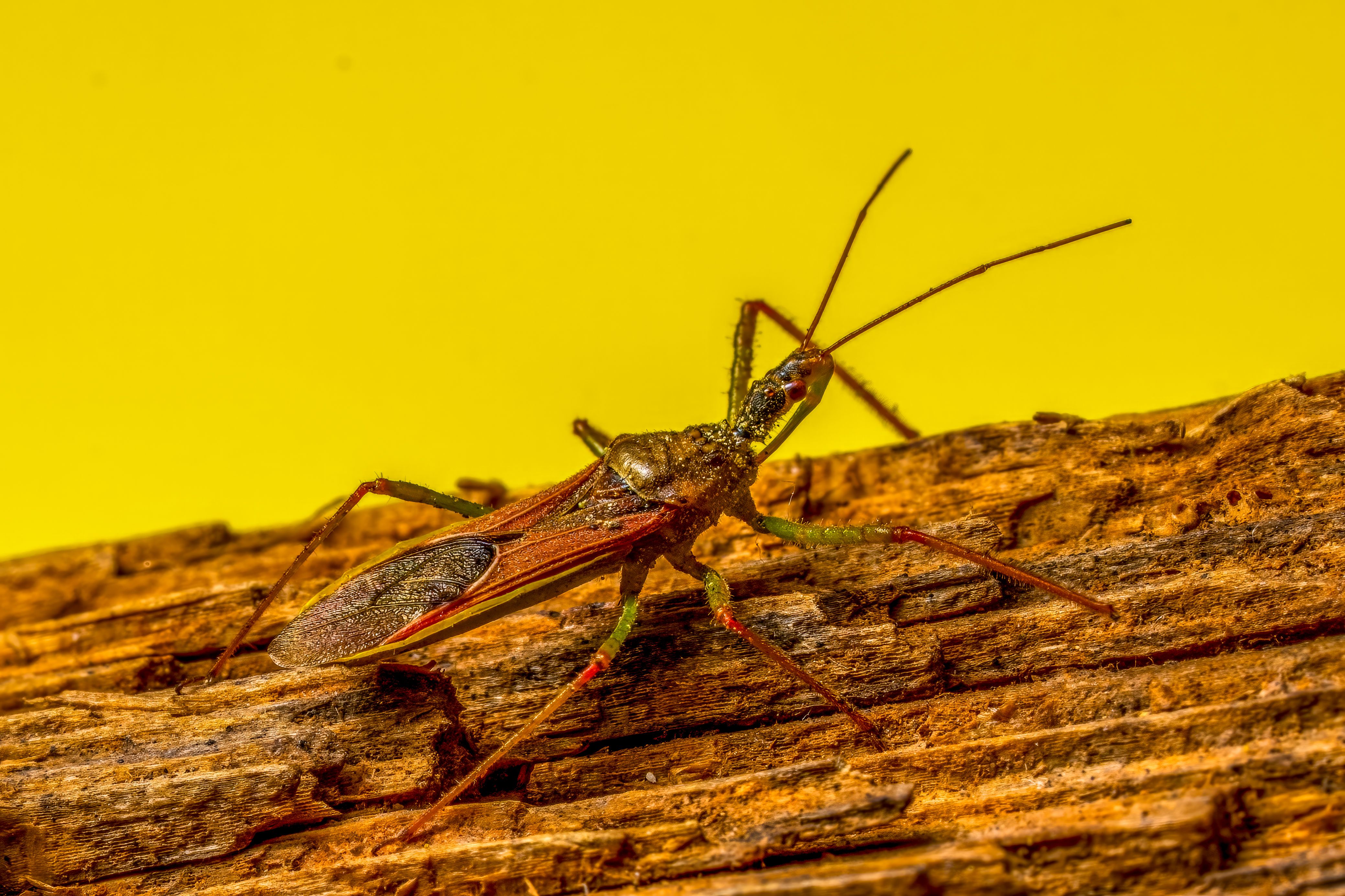 Detailed Macro Image of Long-horned Insect · Free Stock Photo