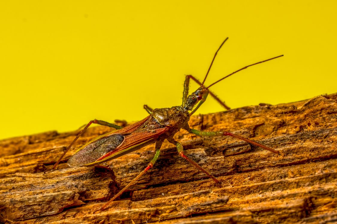 Yellow Macro Insect Detailed Macro Image of Long-horned Insect · Free Stock Photo