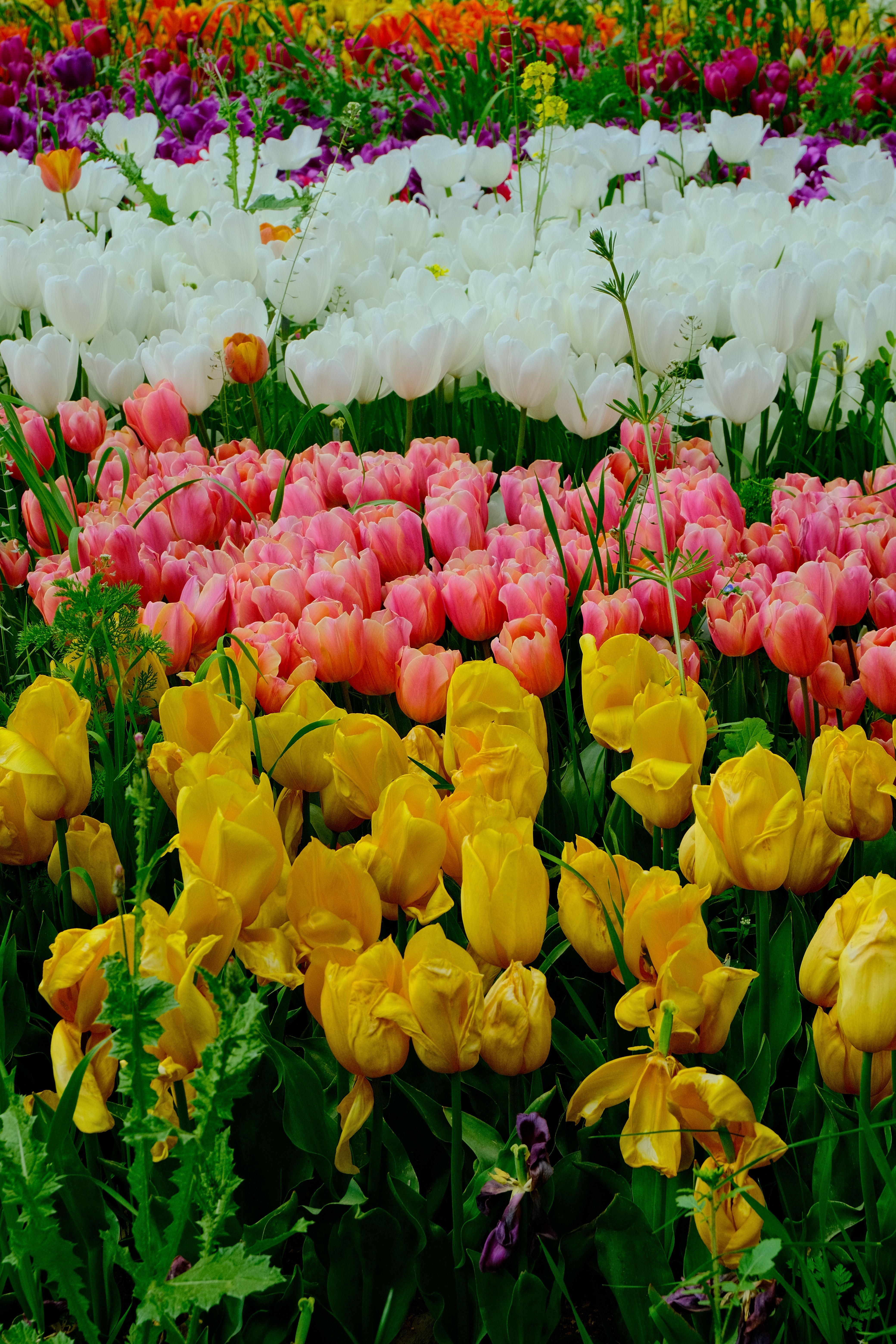 Tulips