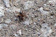 A wolf spider calmly exploring a rocky terrain in bright daylight, showcasing its natural habitat.