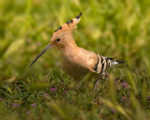 Free Close-up of a Eurasian Hoopoe (Upupa epops) foraging in grassy field. Stock Photo