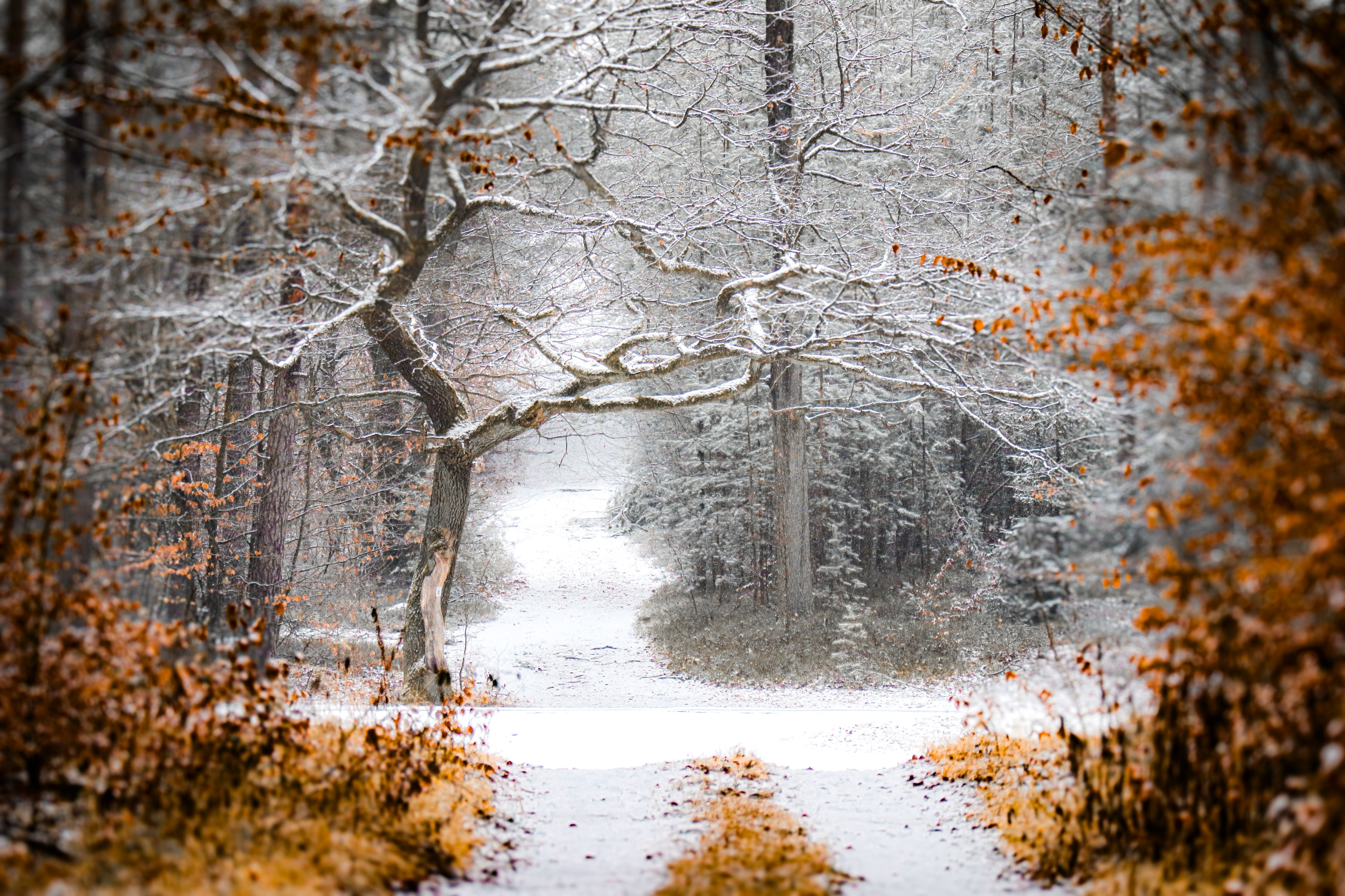 Enchanting Snowy Forest Path in Early Winter · Free Stock Photo