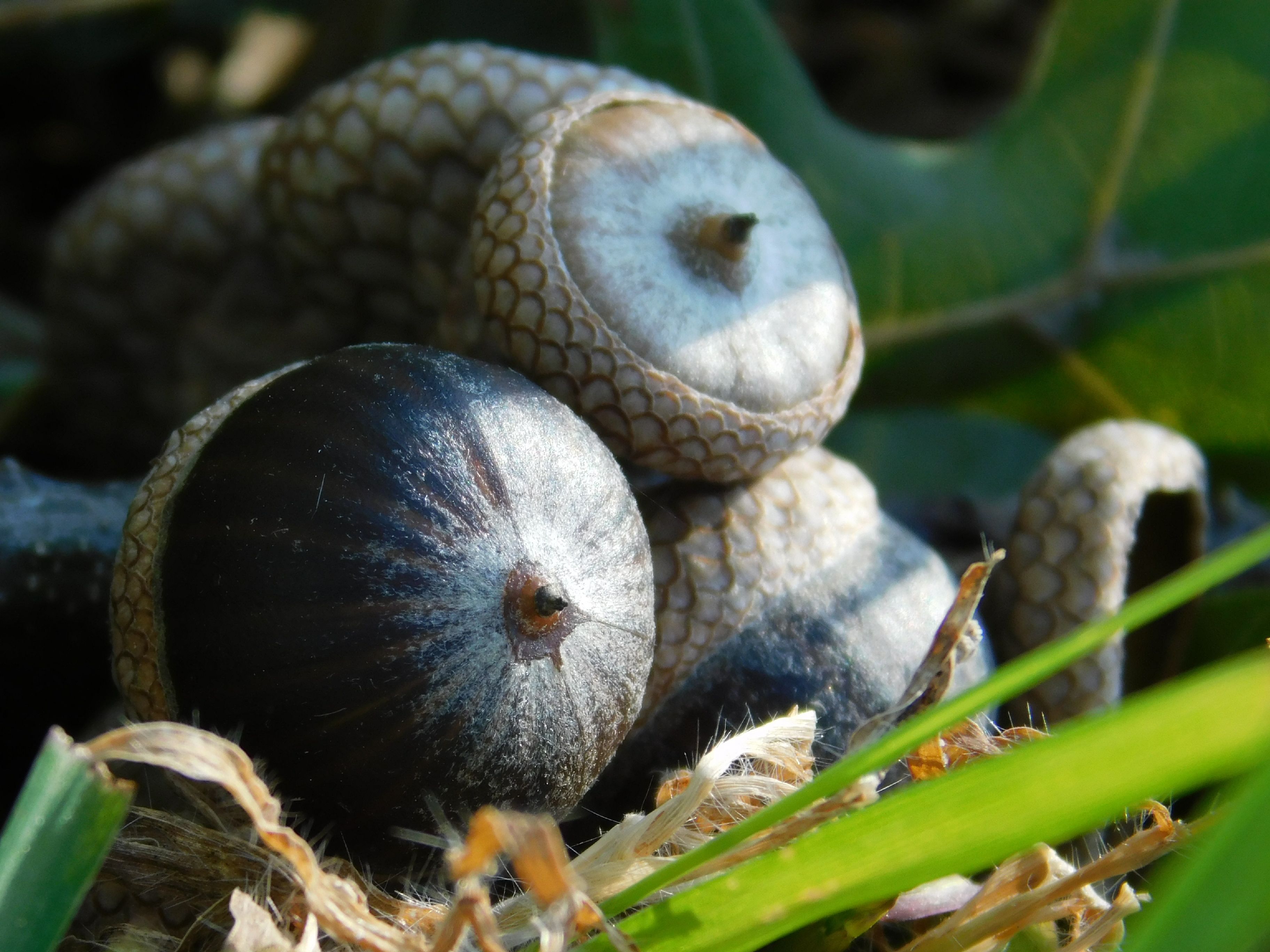 Detailed macro shot of acorns with textured caps, surrounded by leaves on the forest floor.