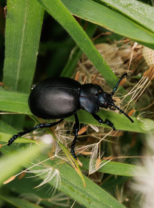Free Macro shot of a black darkling beetle navigating through green grass. Stock Photo