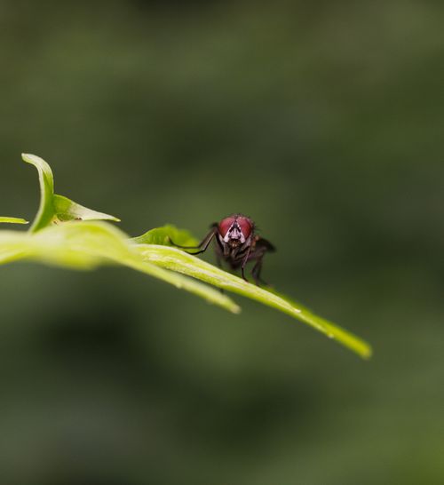 Free Macro shot of a fly perched on a green leaf, showcasing intricate details. Stock Photo