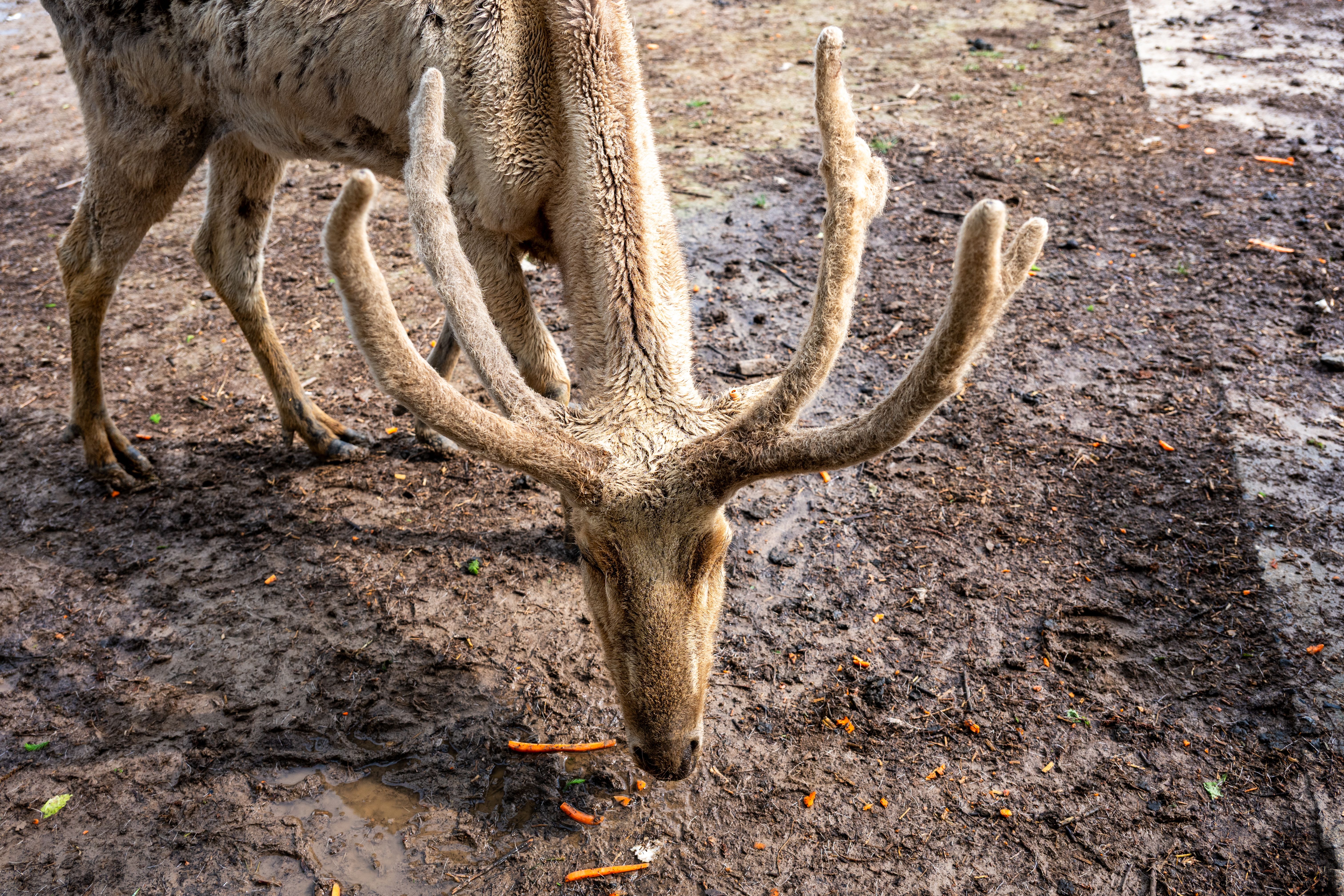 carrots deer