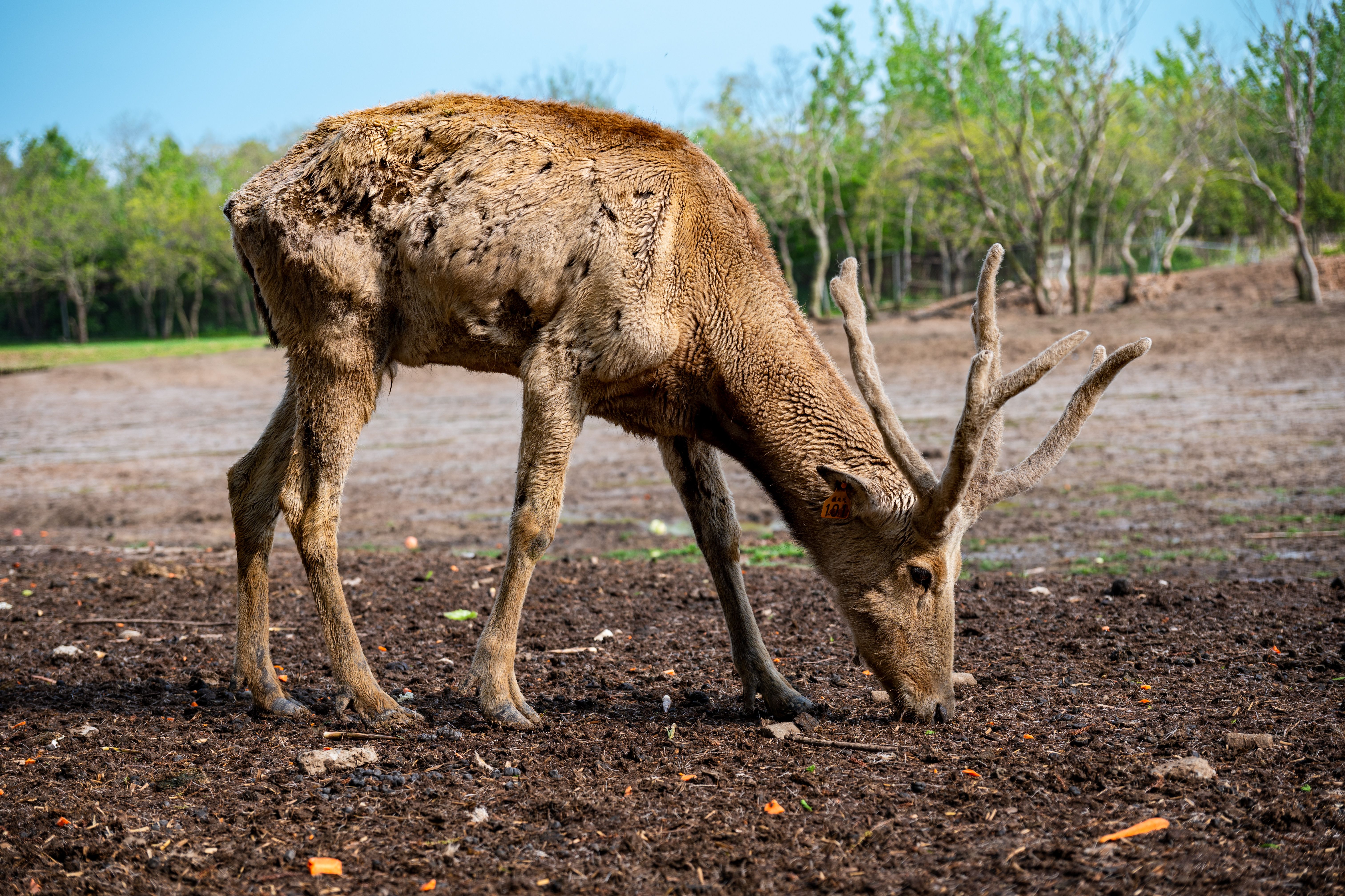 How did chronic wasting disease start? - The Institute for ...