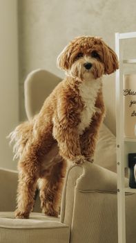 A cute Cavapoo puppy standing on a chair in a cozy indoor setting in Warsaw.