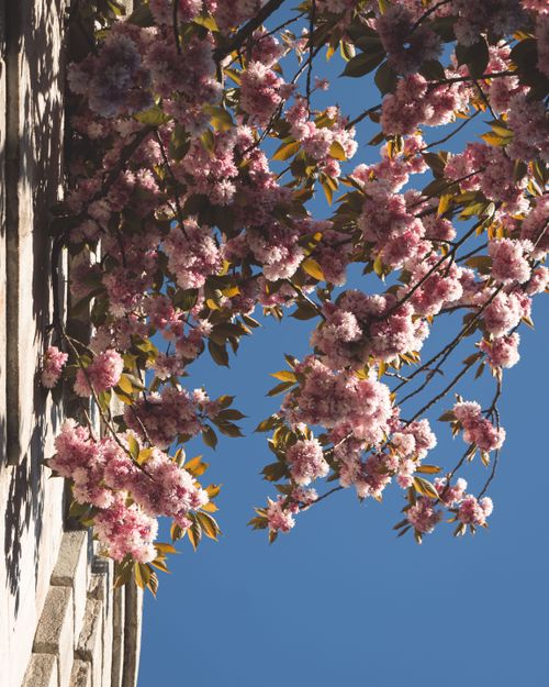 Free Vibrant cherry blossoms against a clear blue sky, captured in Berlin during spring. Stock Photo