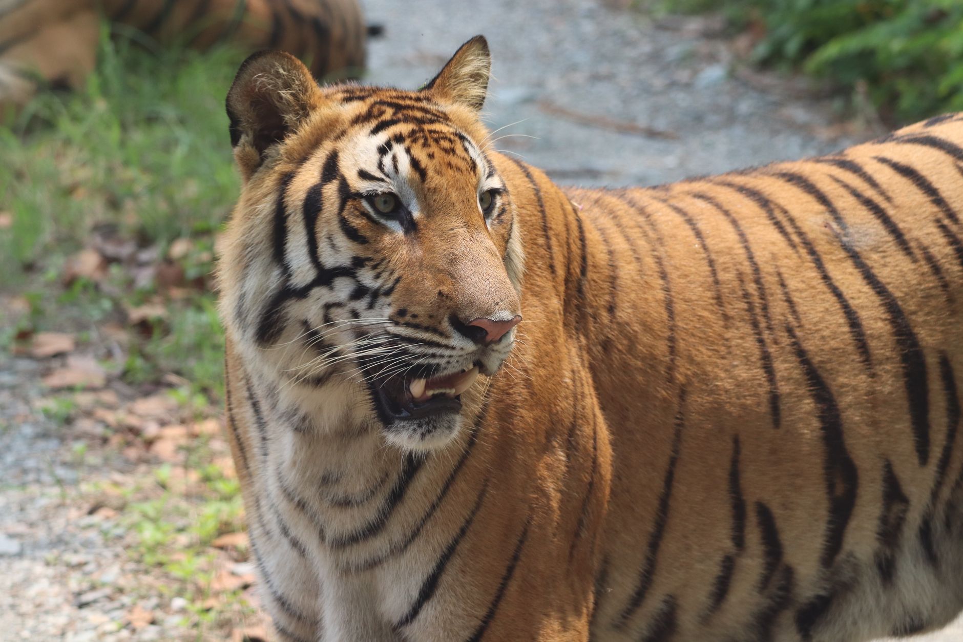 Close-up of a Bengal tiger in a natural setting, showcasing its striking orange and black stripes.