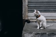 一只戴着项圈的黑猫坐在户外的平台上，旁边是城市环境中关闭的百叶窗