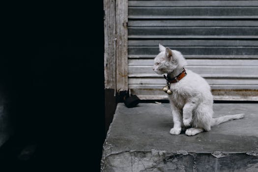 一只戴着项圈的黑猫坐在户外的平台上，旁边是城市环境中关闭的百叶窗