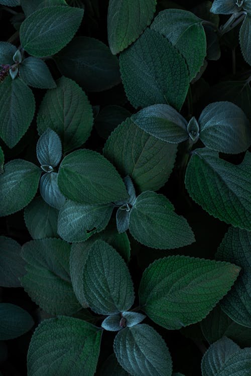 Close up of Green Leaves · Free Stock Photo