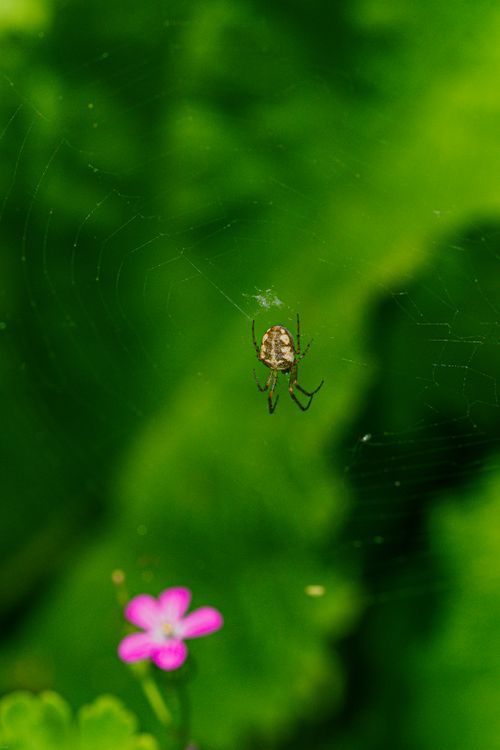 Free A detailed shot of a spider on its web, with greenery and a pink flower in the background. Stock Photo