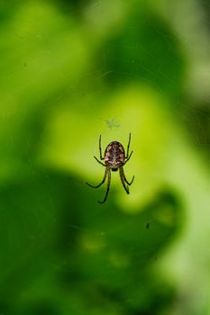 A detailed close-up of a spider resting in its intricate web against a lush green background.
