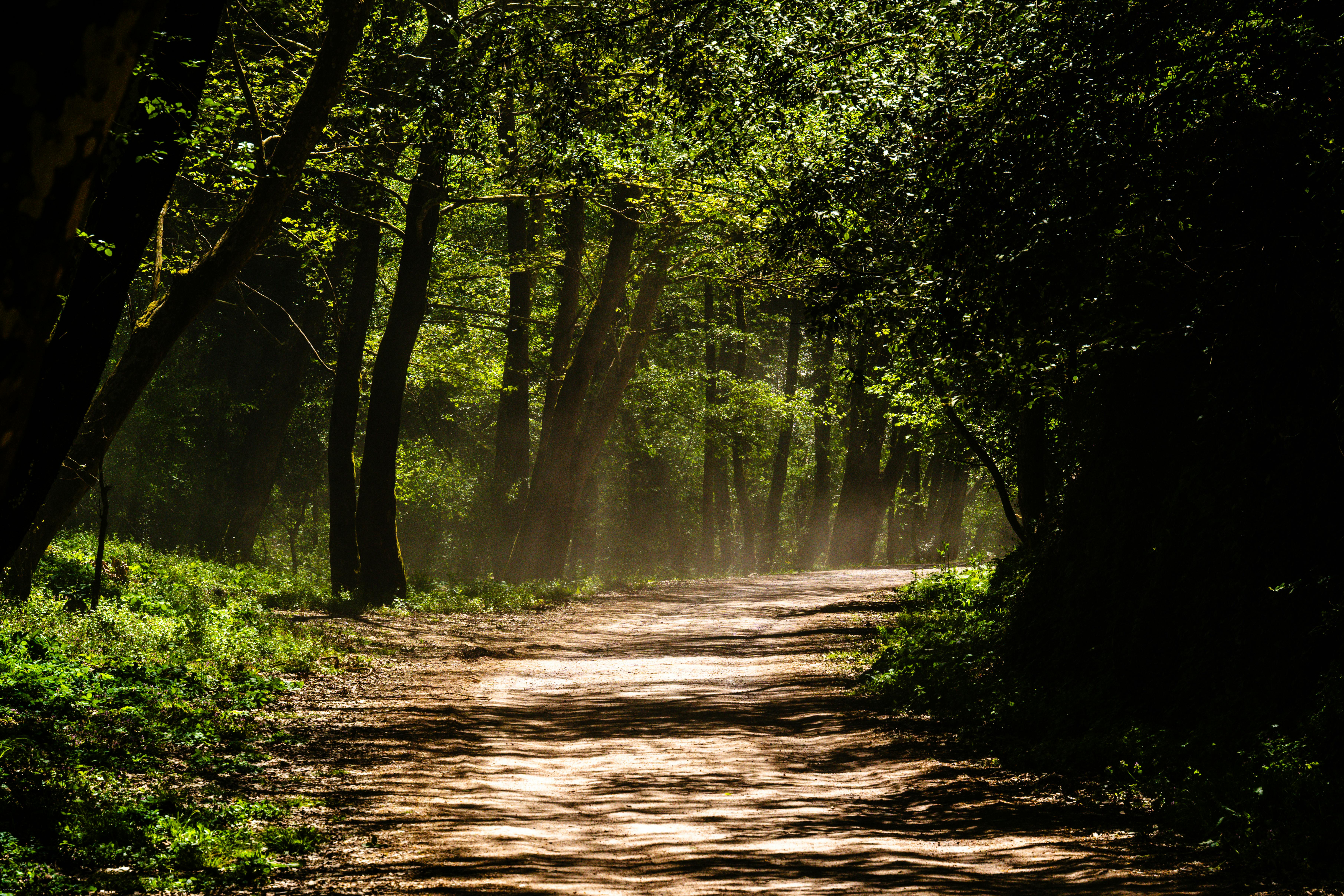 Healthspan White Paper: The Data-Driven Path to Longevity — Photo by cnrdmroglu on Pexels