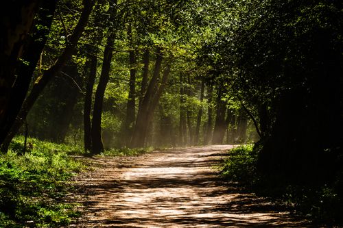 Free A tranquil forest path illuminated by dappled sunlight breaking through the lush canopy. Stock Photo