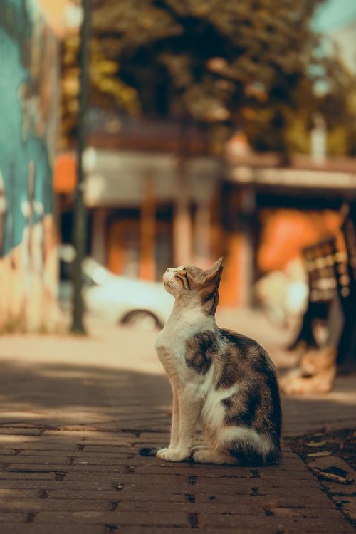 Free A street cat sits in a sunlit suburb of Bursa, Türkiye. Captured in a bokeh style. Stock Photo