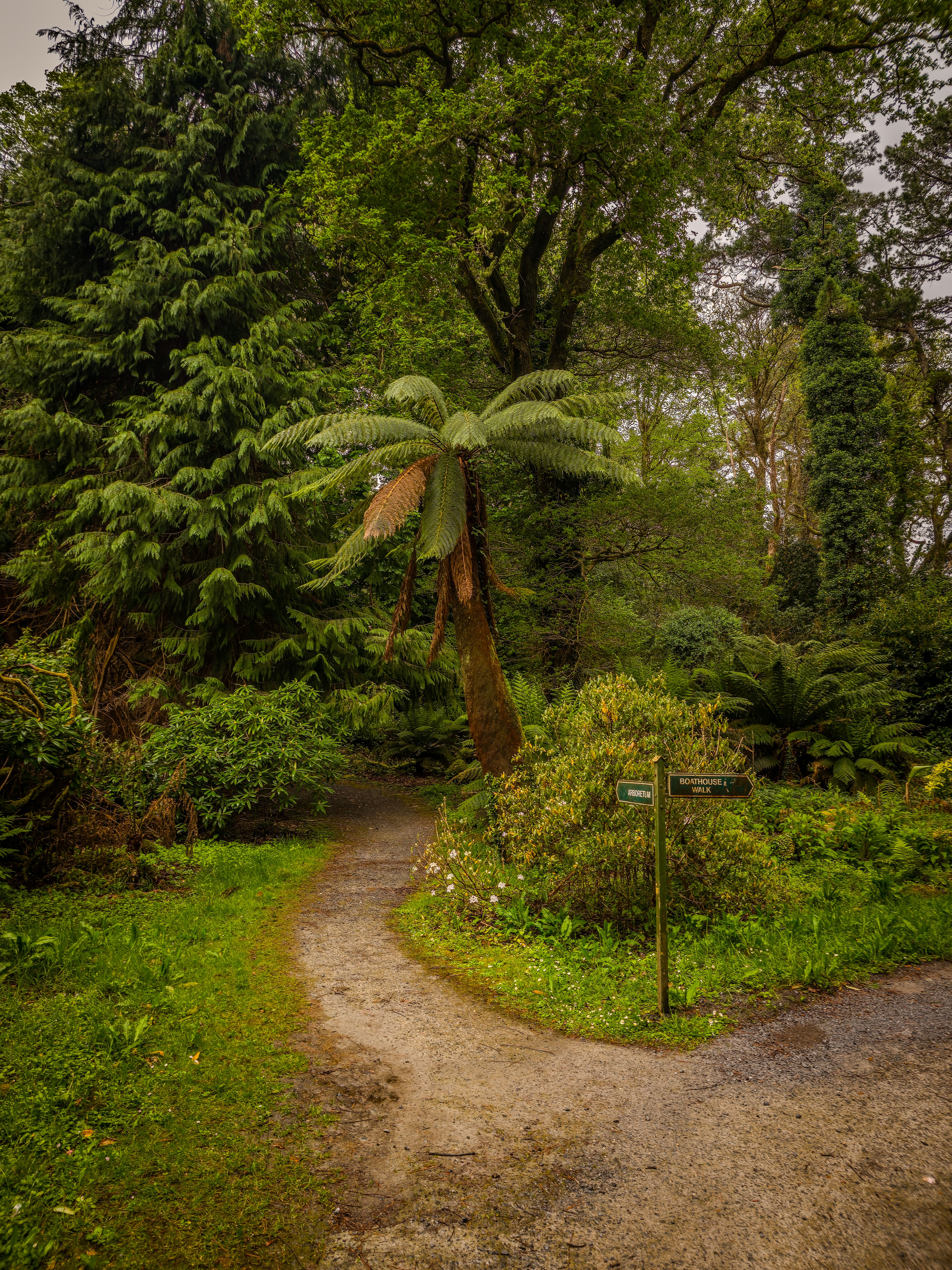 Pathway in Killarney National Park, Ireland · Free Stock Photo