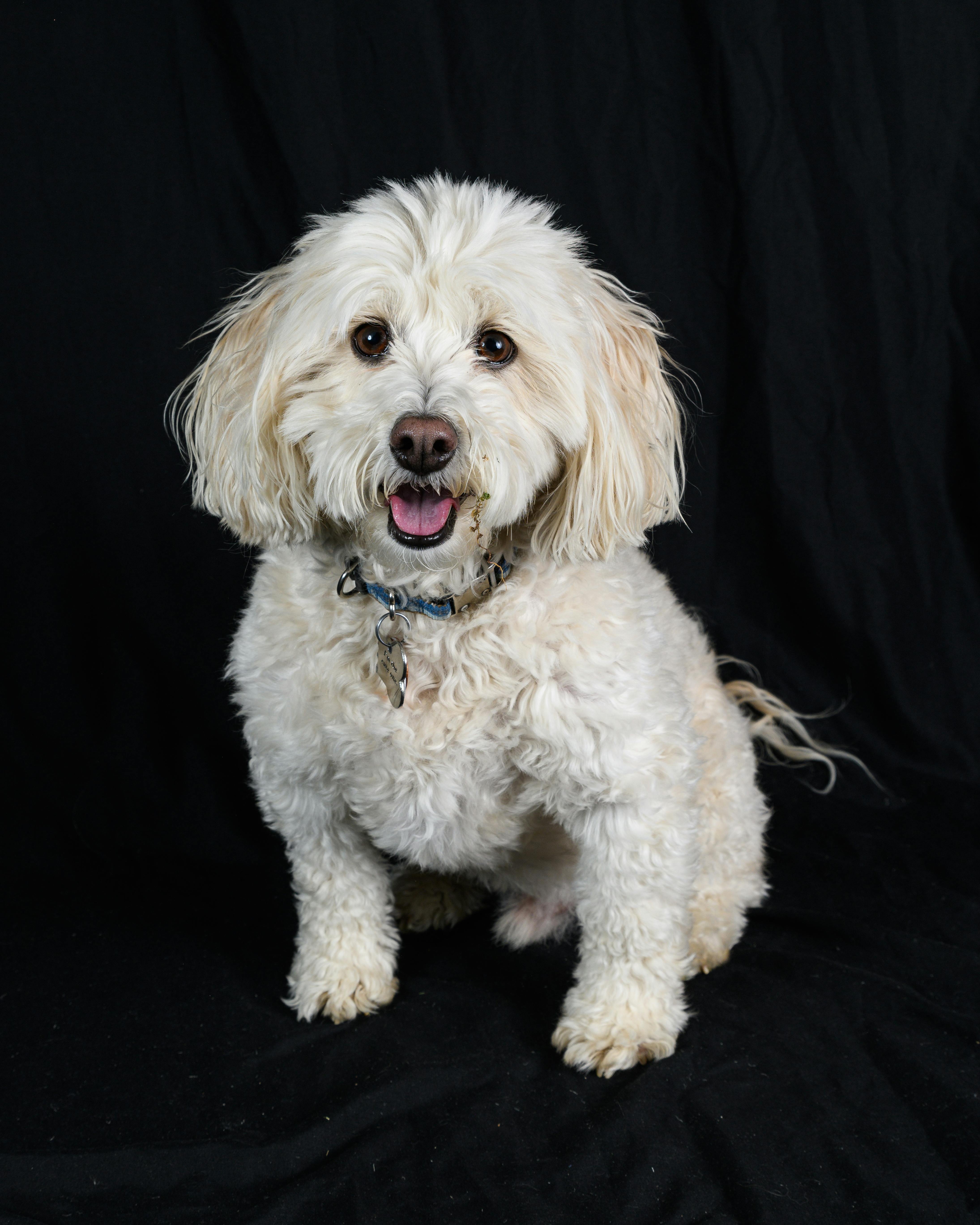 Charming photo of a white poodle sitting against a dark backdrop with a joyful expression.
