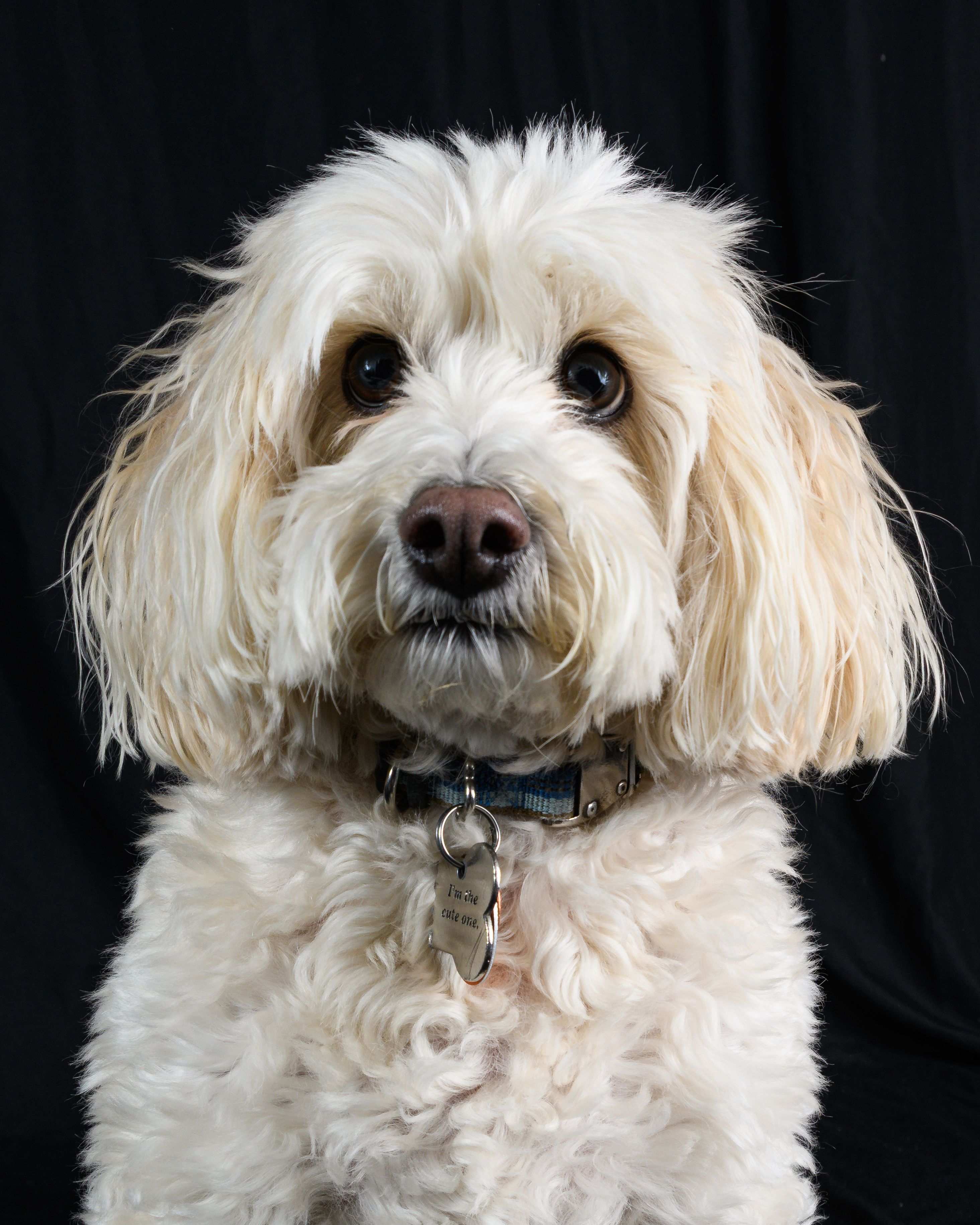 Close-up portrait of a fluffy white dog with curly fur against a black background.