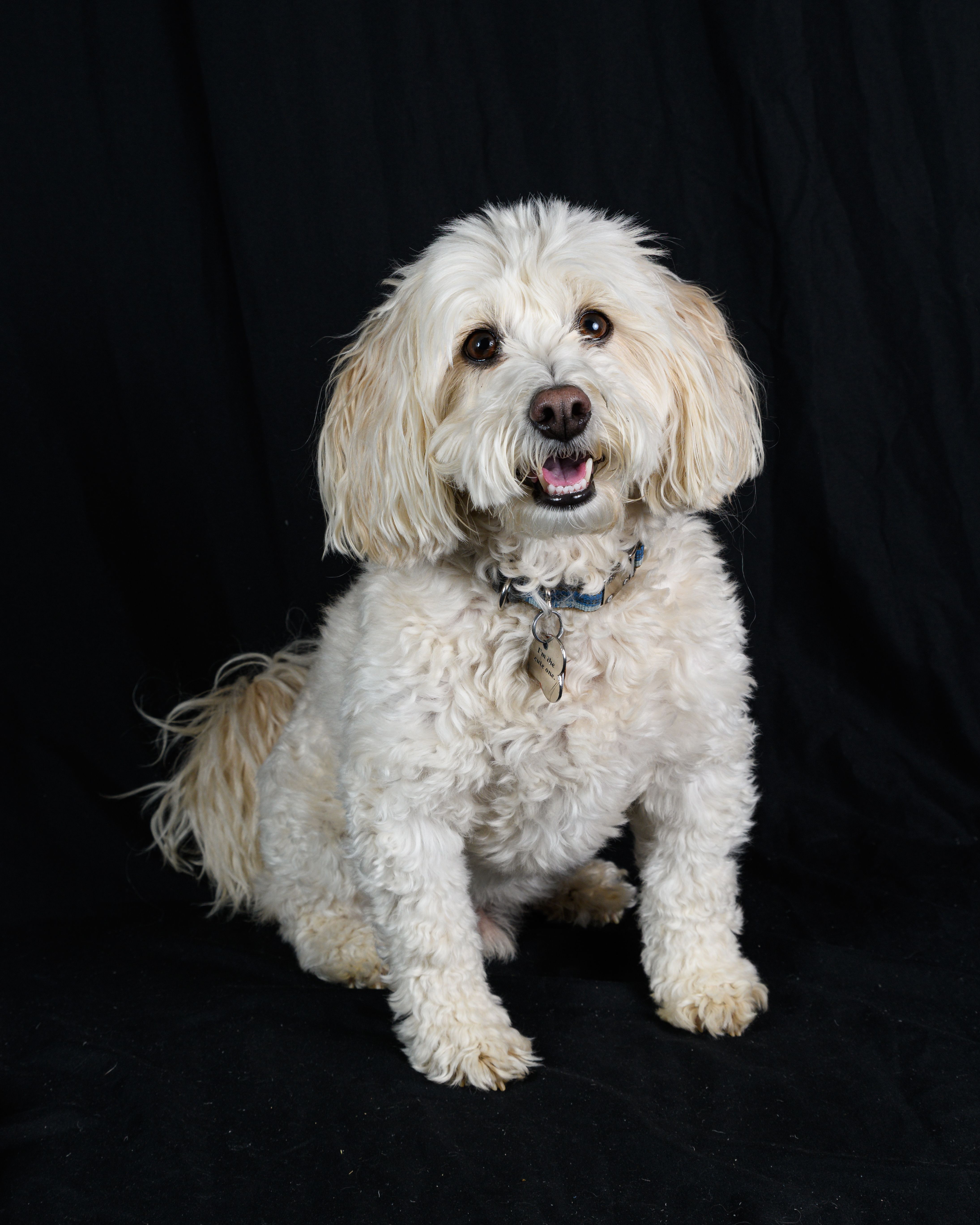 Charming white terrier mix sitting and smiling on a black background.