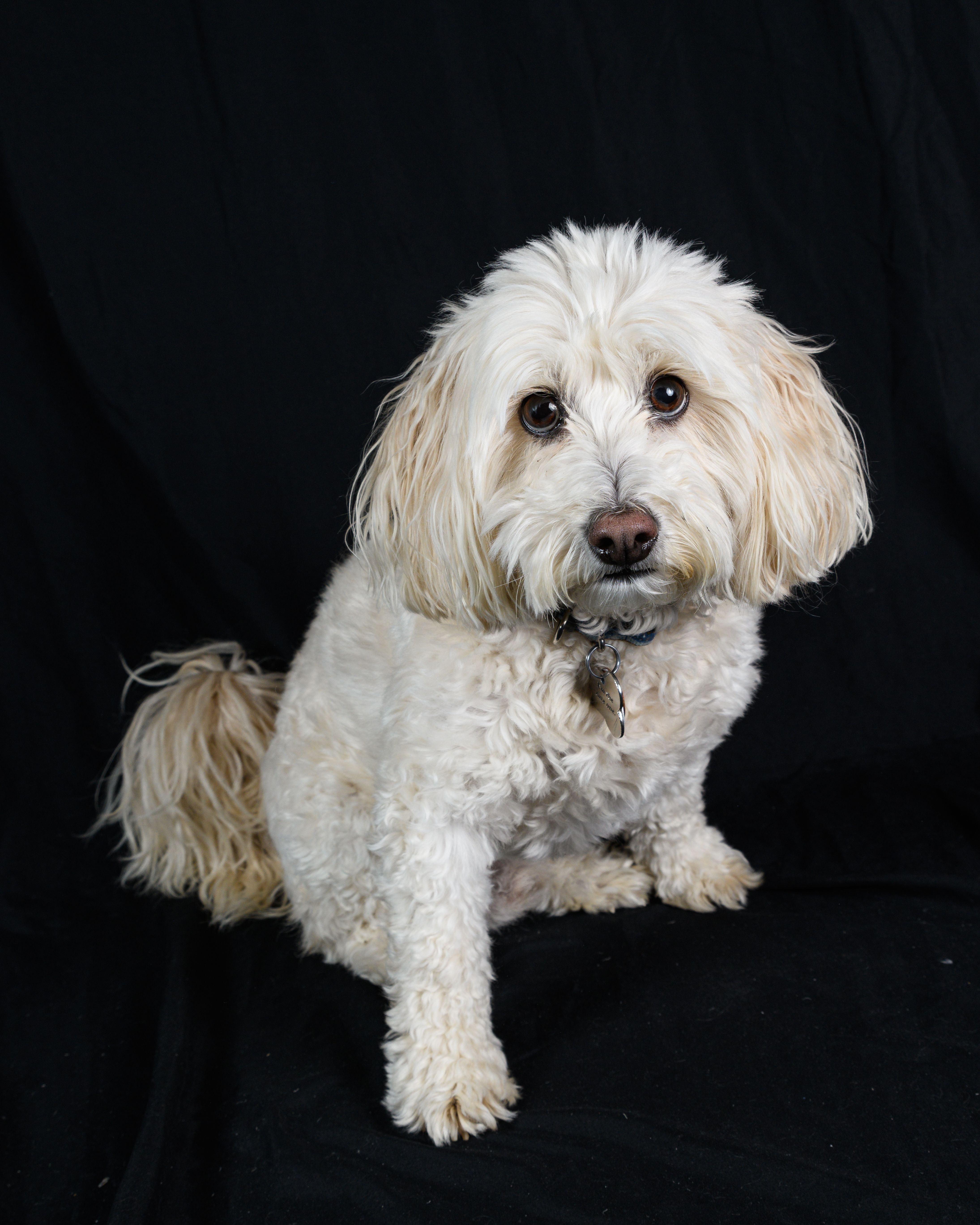 Cute fluffy Havanese dog sitting against a black studio backdrop.