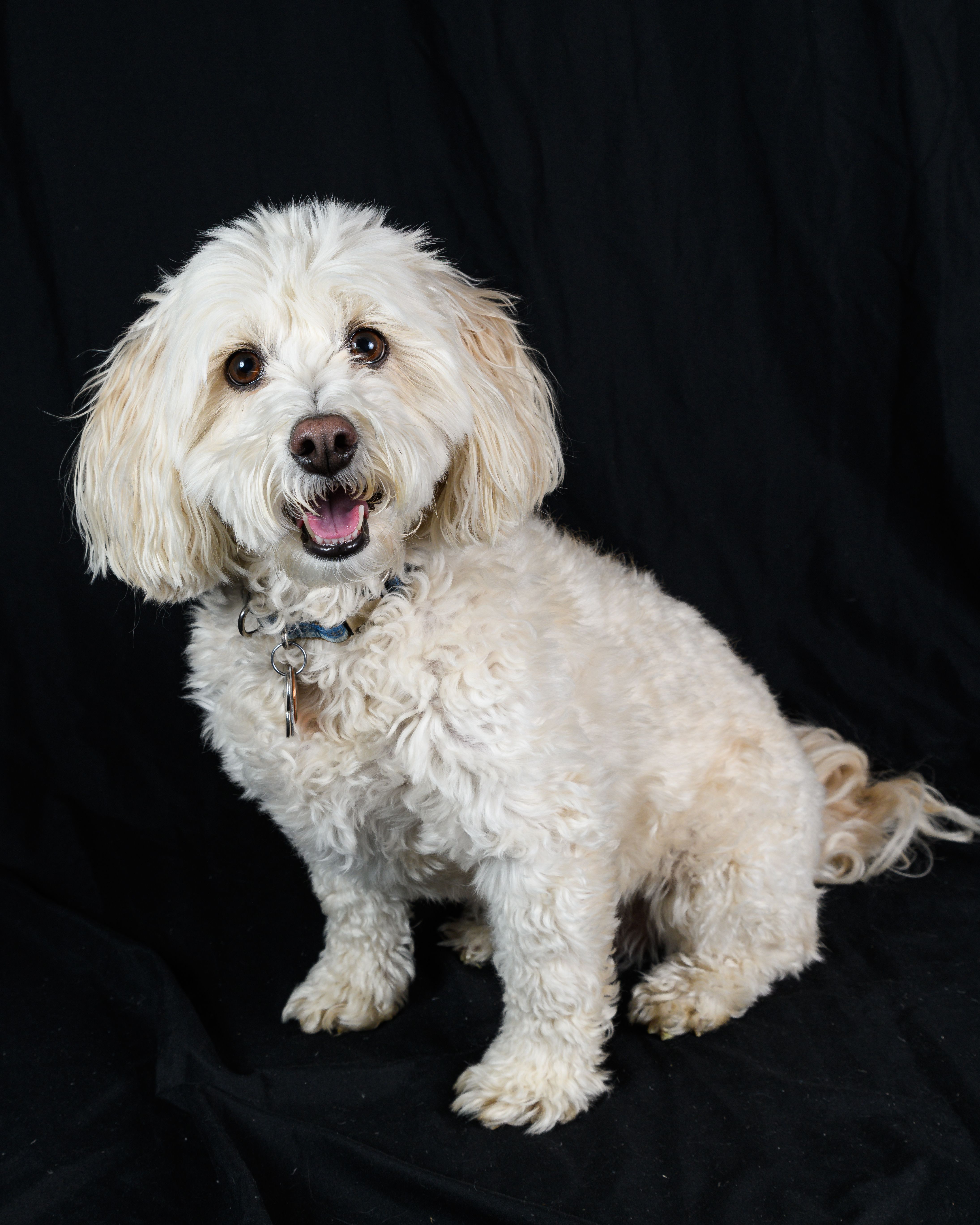 Adorable white poodle dog sitting and smiling against a black backdrop.