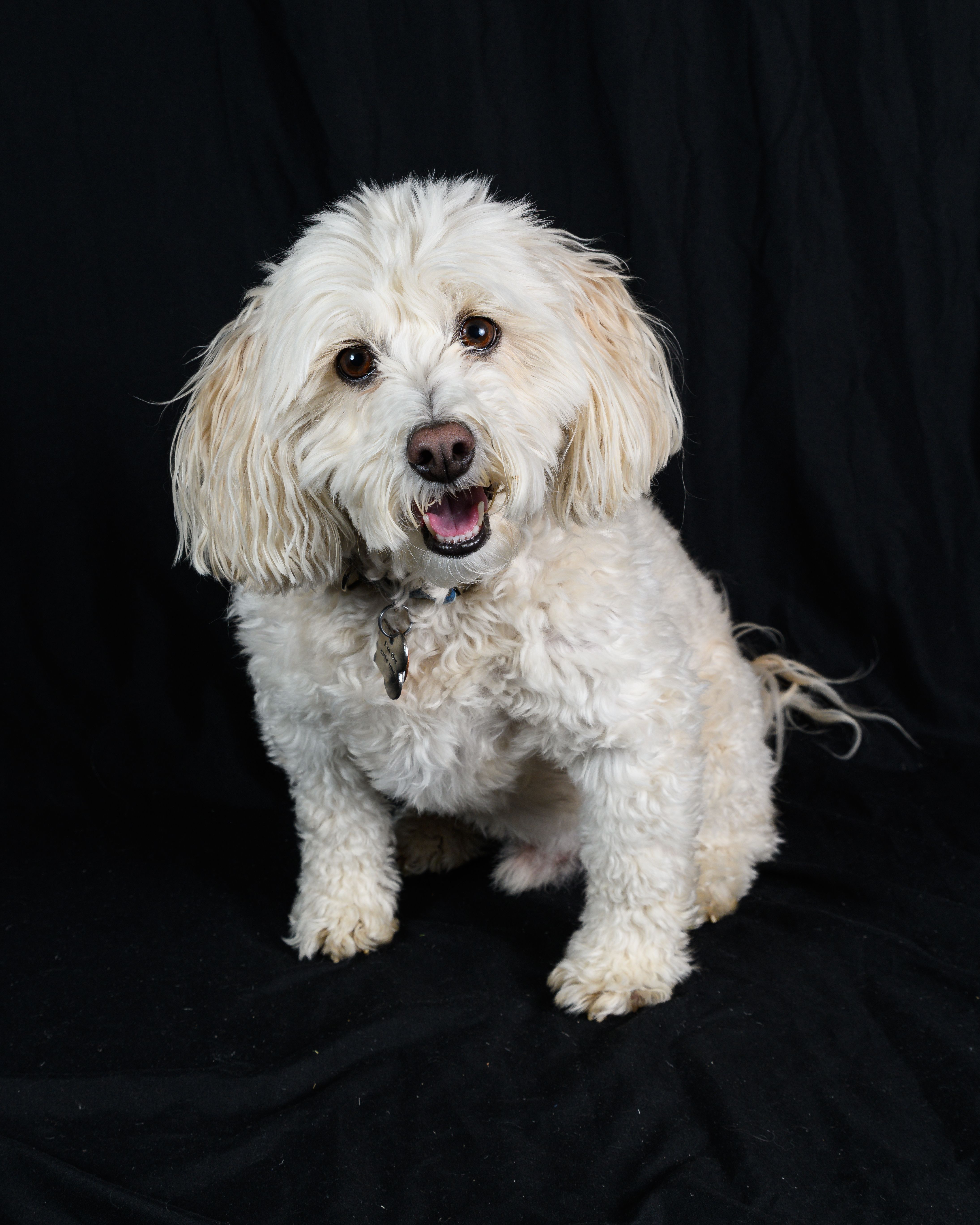 Charming portrait of a fluffy white dog with a playful smile on a dark backdrop.