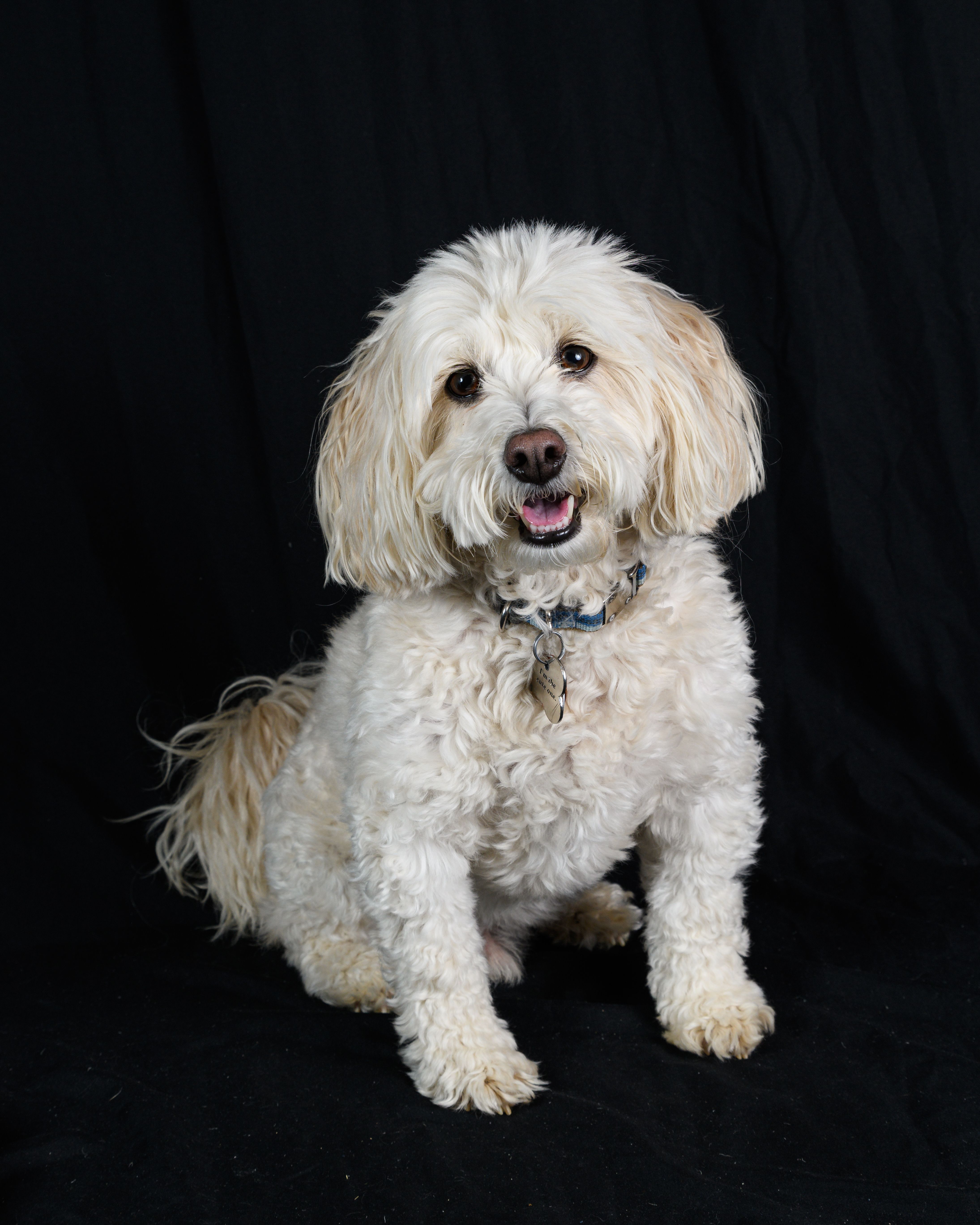 Charming fluffy white dog posing against a simple black background, showcasing cuteness and personality.