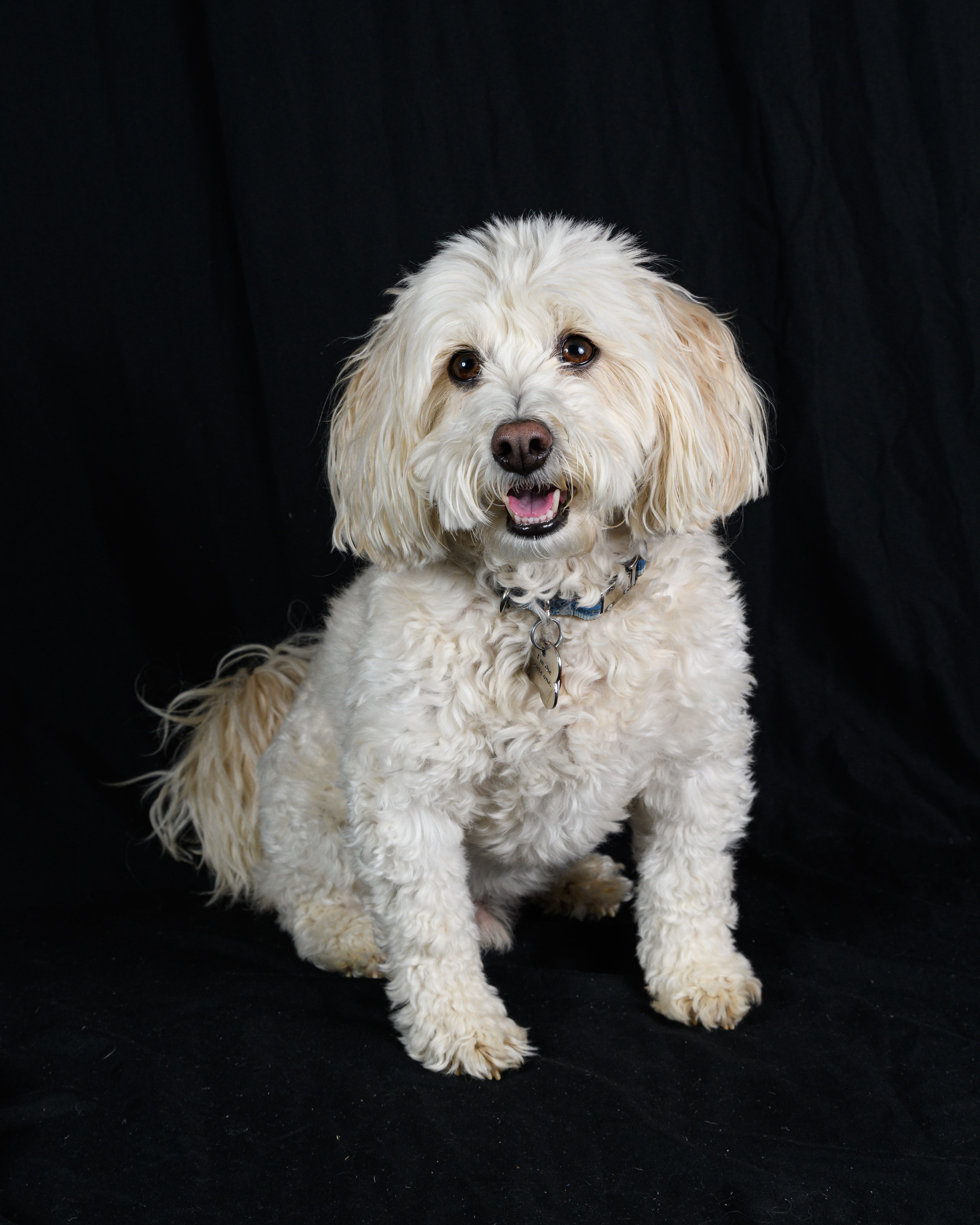 Charming portrait of a fluffy white dog sitting against a black backdrop, showcasing its playful personality.