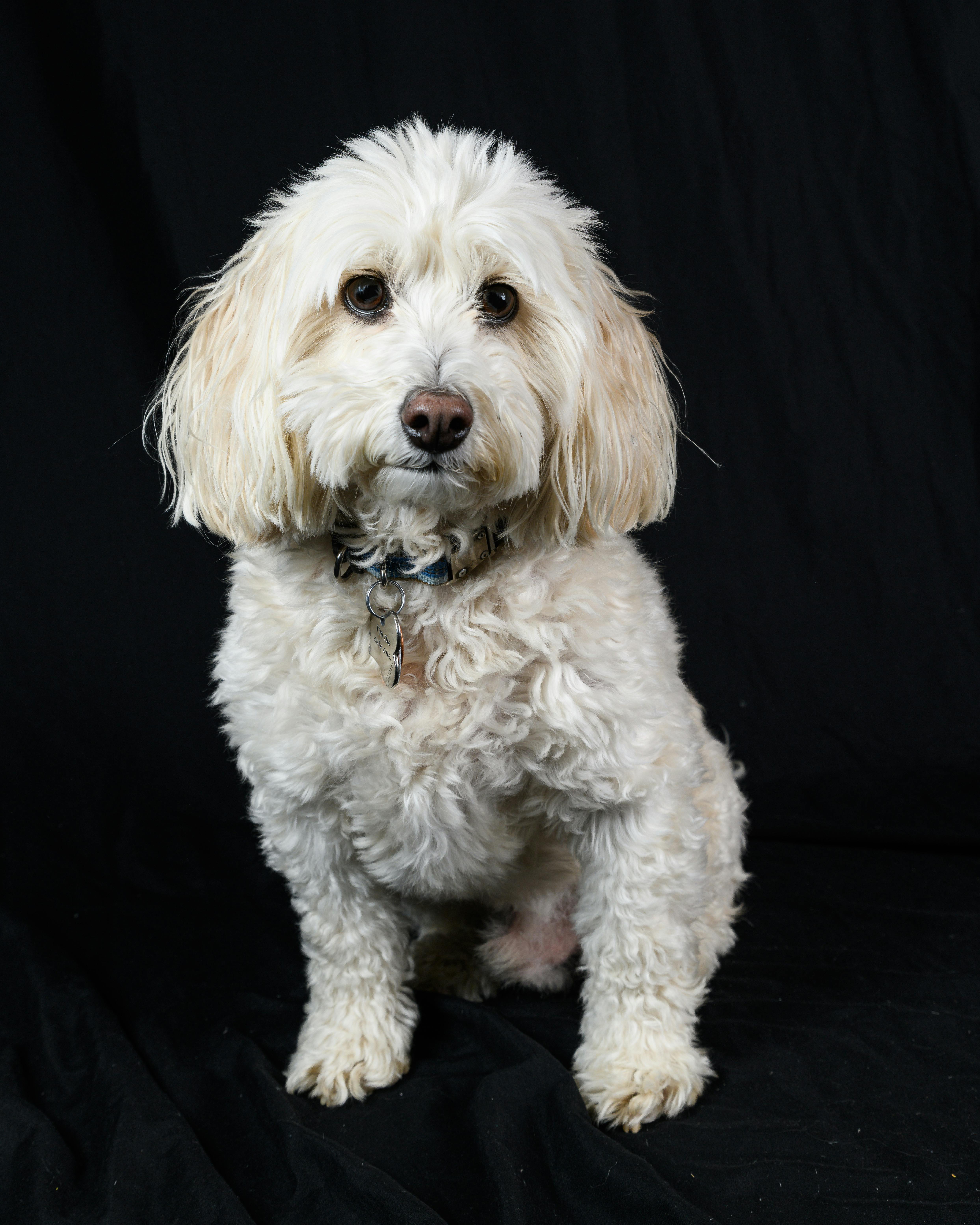 Charming portrait of a fluffy white dog sitting on a black backdrop, showcasing its fluffy coat.