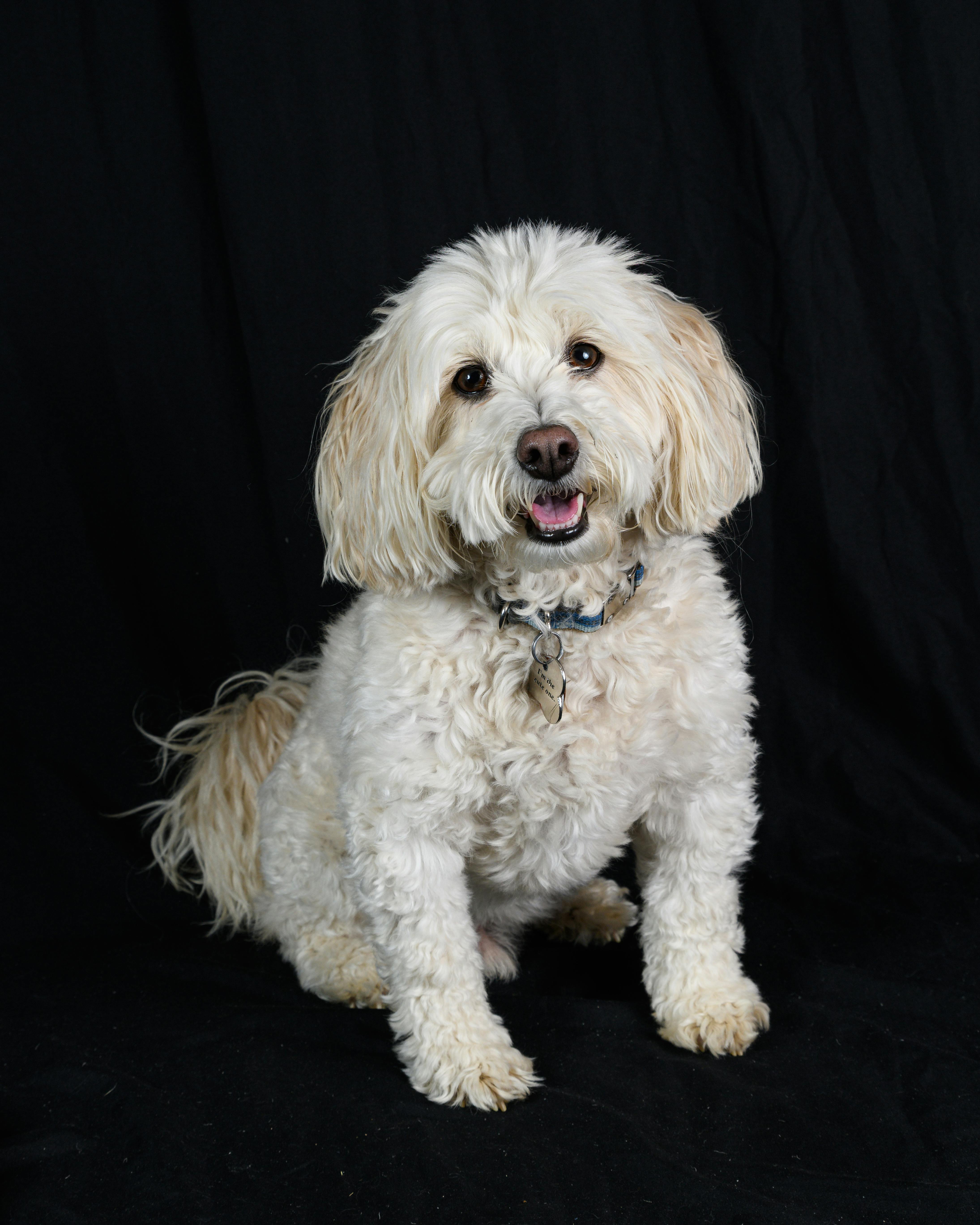 Charming portrait of a fluffy white dog sitting against a black backdrop, showcasing its cheerful expression.