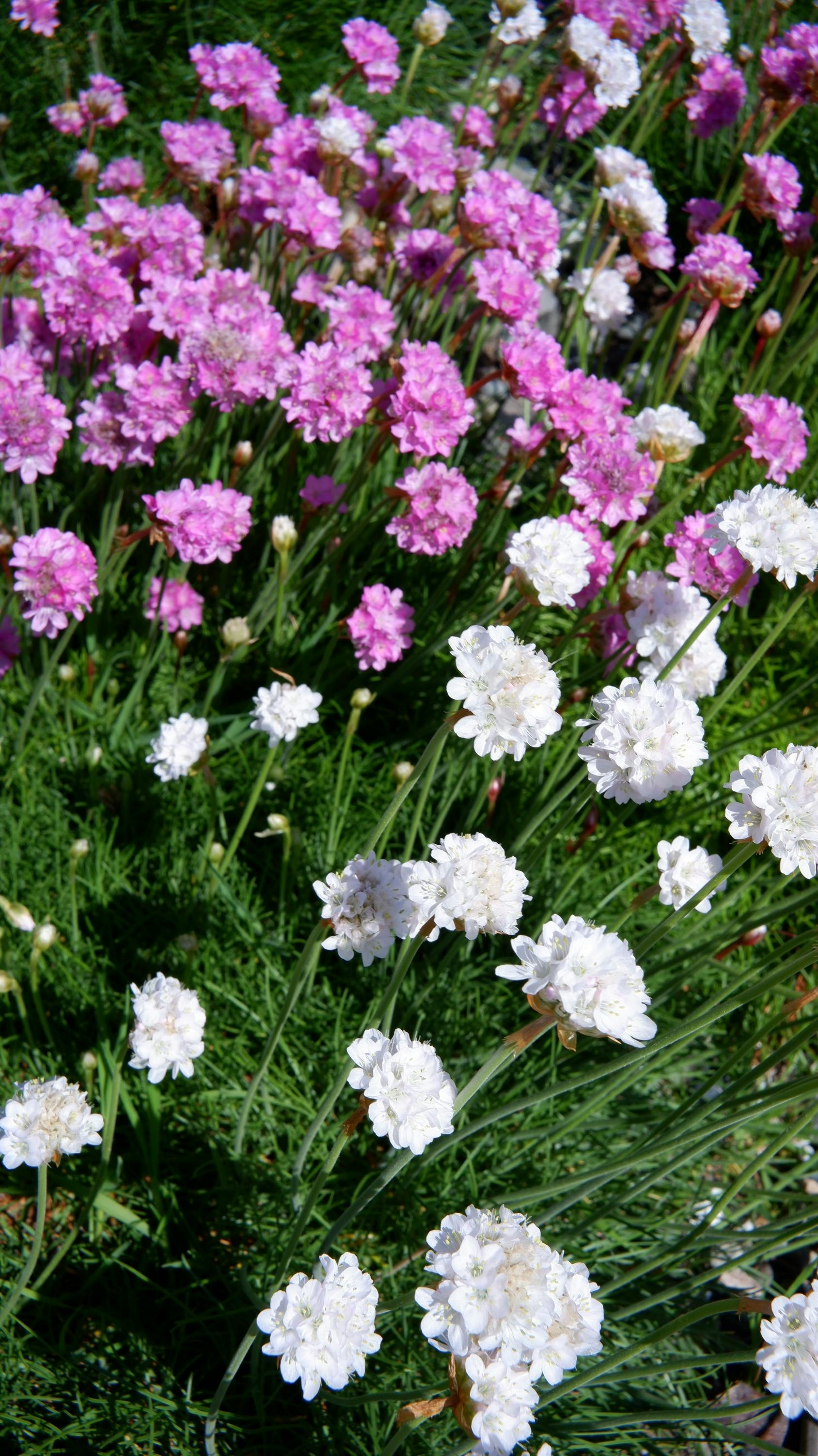 [ColoSach]-beautiful-pink-and-white-flowers-blooming-in-a-seattle-garden.-perfect-for-floral-inspiration.