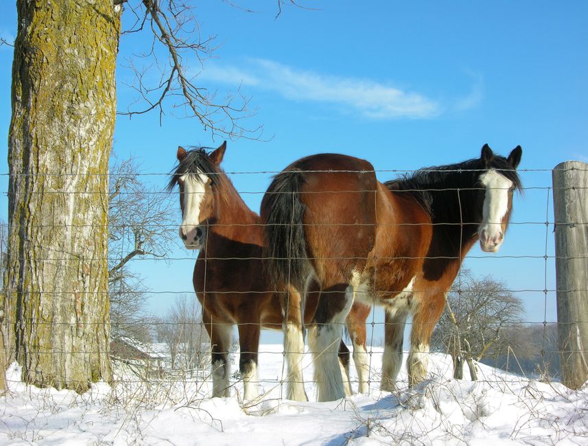 dry hooves horses