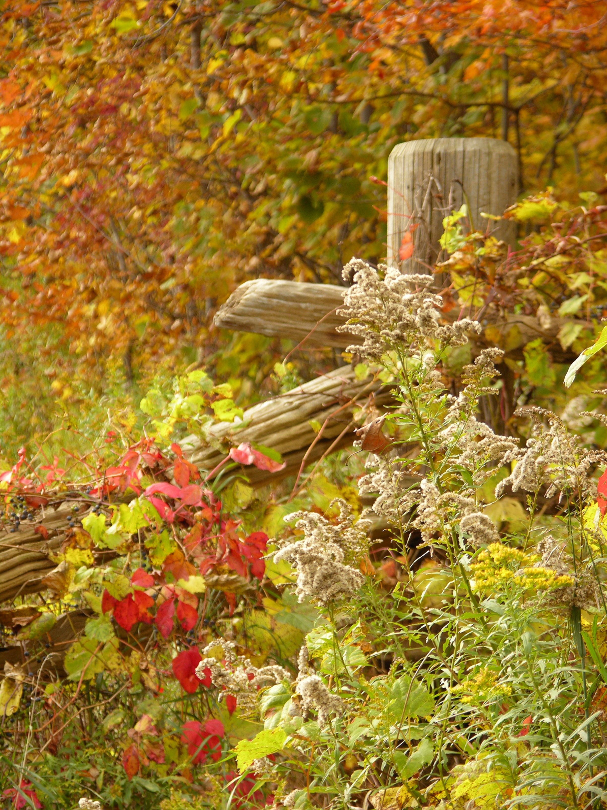 Rustic Fence Amidst Vibrant Autumn Foliage · Free Stock Photo