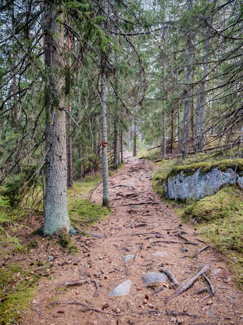 Free A tranquil forest path lined with pine trees and rocks, ideal for nature walks. Stock Photo