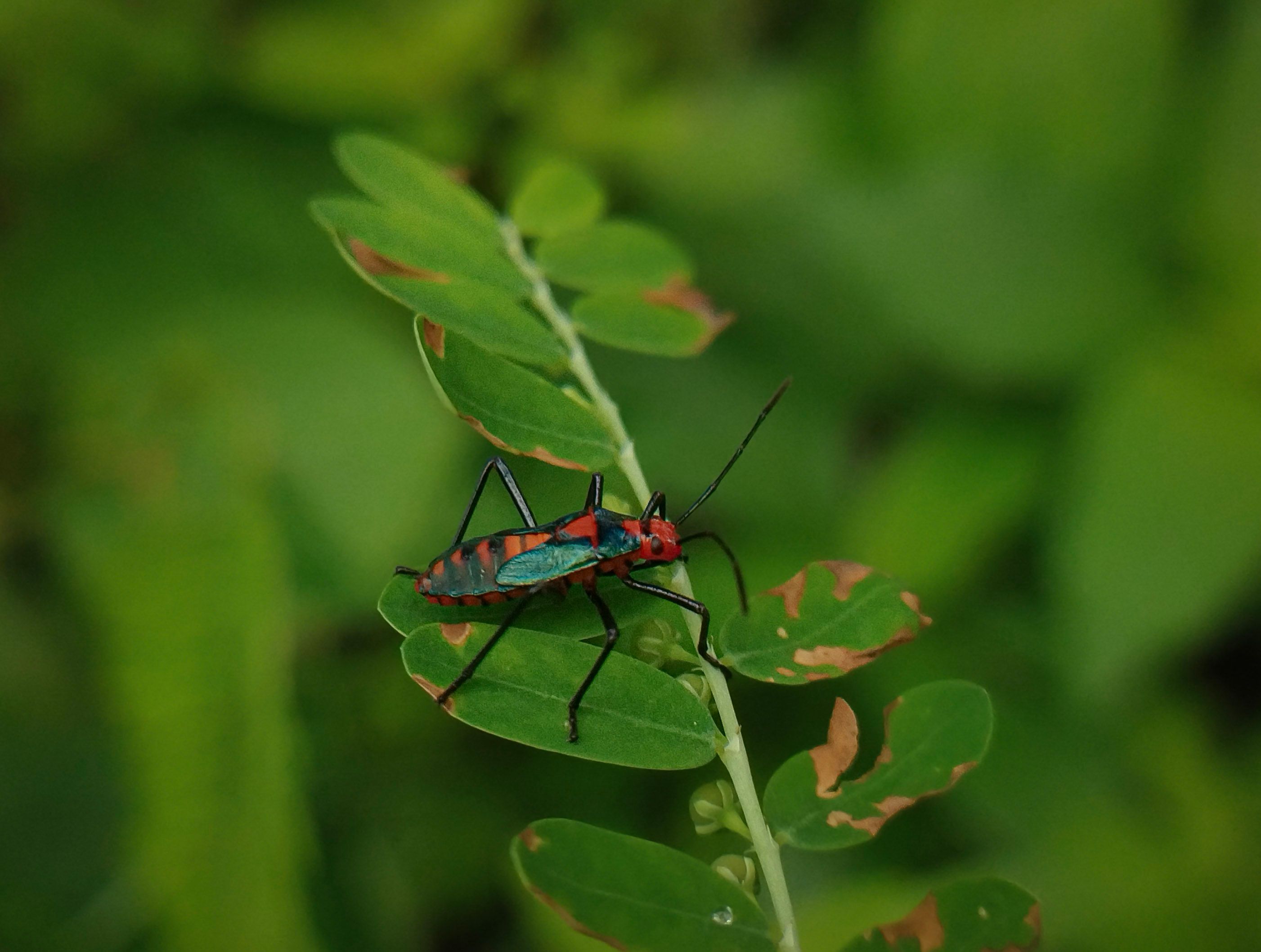Vibrant Insect on Leaf in Natural Habitat · Free Stock Photo
