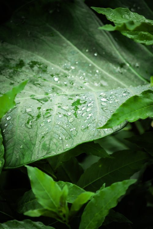 Free Detailed close-up of a green leaf with fresh water droplets, capturing nature's beauty and freshness. Stock Photo