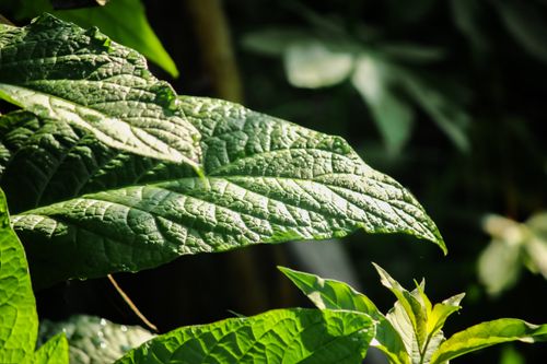 Free Detailed view of textured green leaves in natural sunlight, showcasing vibrant growth. Stock Photo