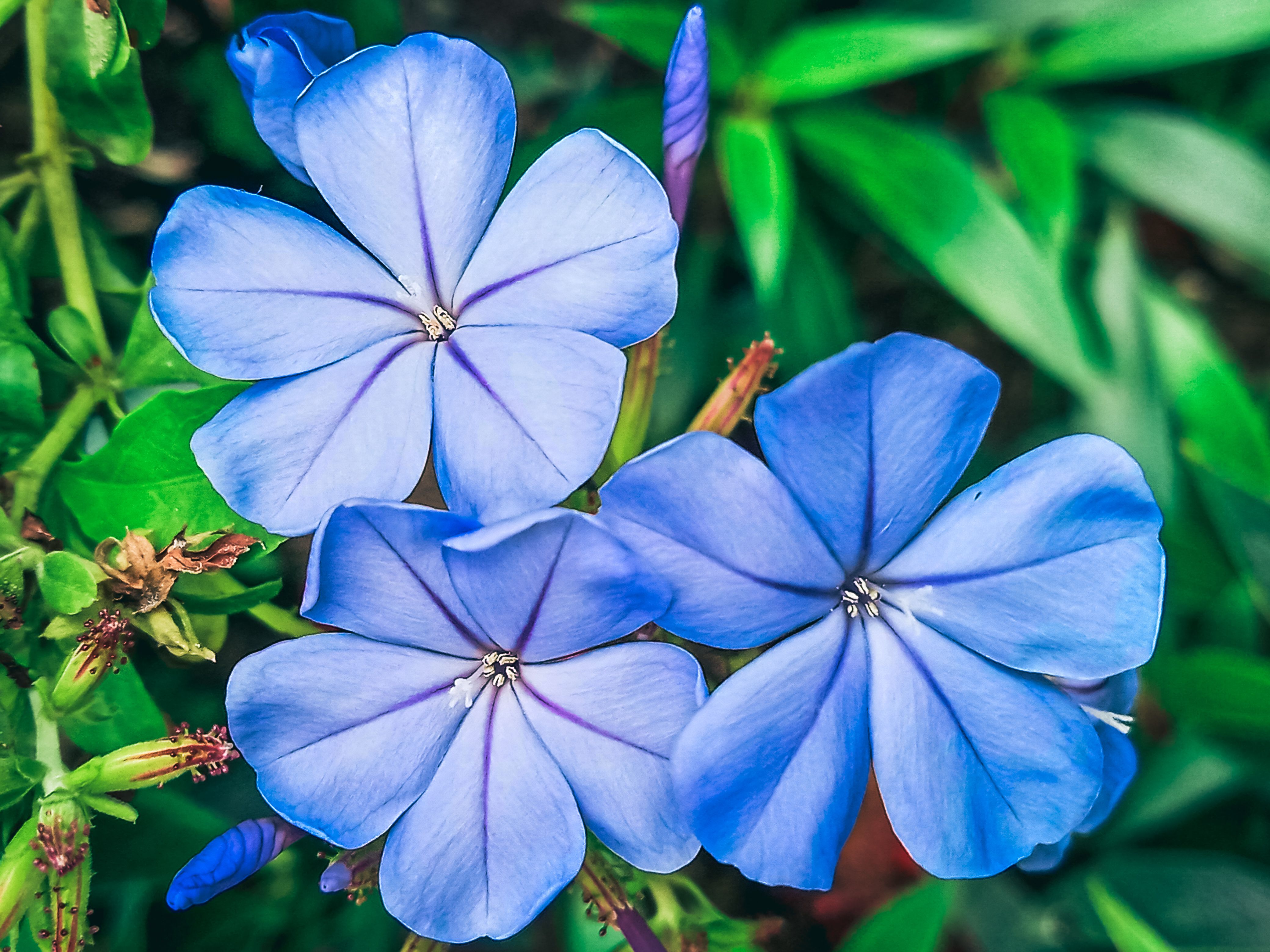 Rustgevende cerulean vijveraccenten in strakke tuin.