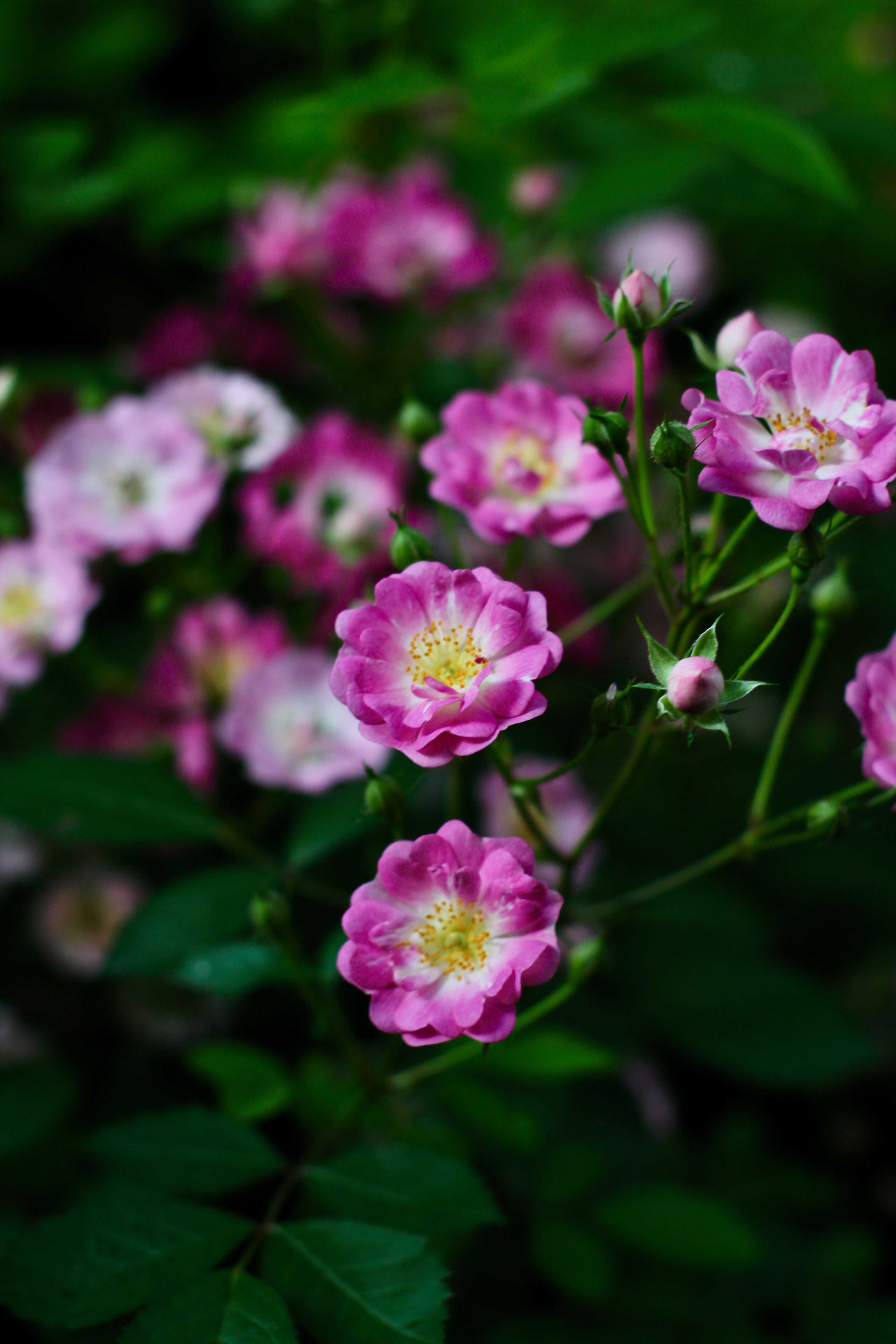[ColoSach]-a-vivid-close-up-of-pink-roses-in-full-bloom-surrounded-by-lush-green-foliage-in-daylight.